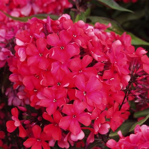 Phlox paniculata Starfire Floks wiechowaty Rośliny od Ogrodnika