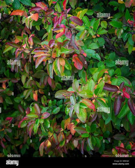 Black Gum Tree Hi Res Stock Photography And Images Alamy