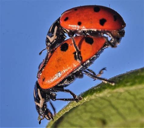 Lady Bird Beetles Mating Hippodamia Convergens Bugguide