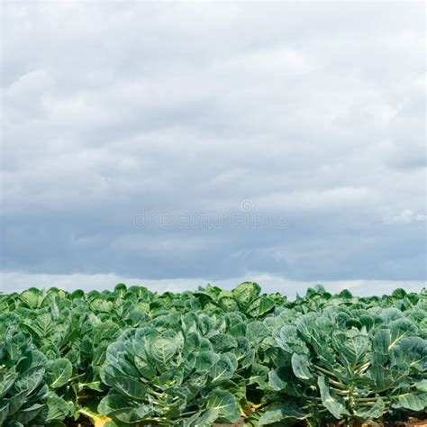 Field With Brussels Sprout Stock Image Image Of Bloom 26604011