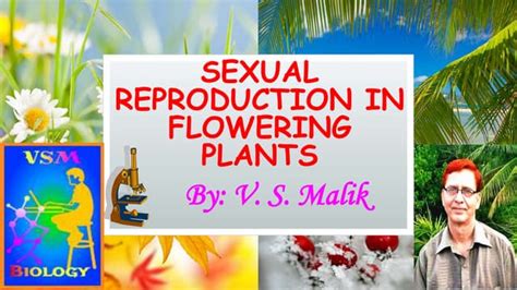 Sexual Reproduction In Flowering Plants Ppt