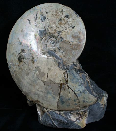 64 Placenticeras Ammonite South Dakota For Sale 6098