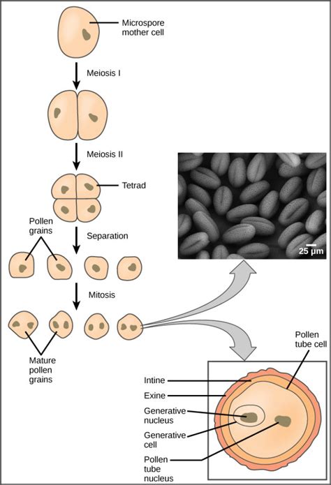 118 Sexual Reproduction In Angiosperms Biology Libretexts