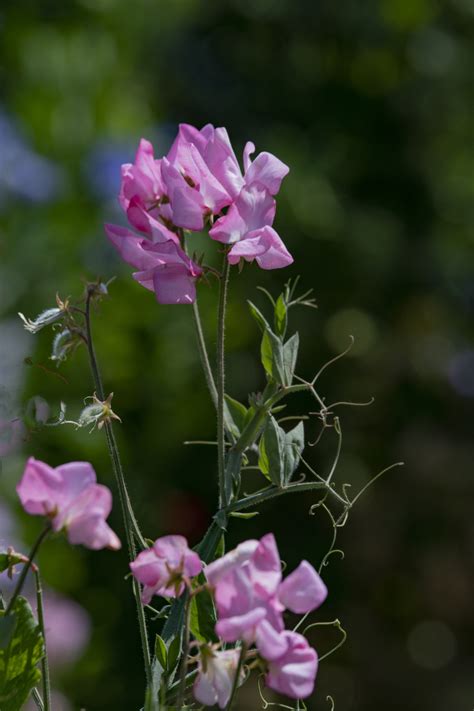 Pink Sweet Pea Flower Free Stock Photo - Public Domain Pictures