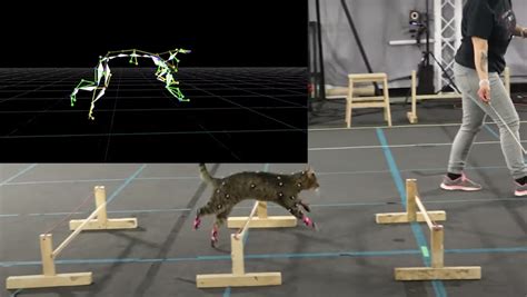 Watch Motion Sensors Capture Cats Movements For Animation Nerdist