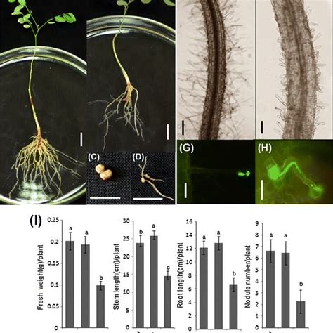 Overview Of Transgenic Plant Growth Phenotypes And Nodulation After