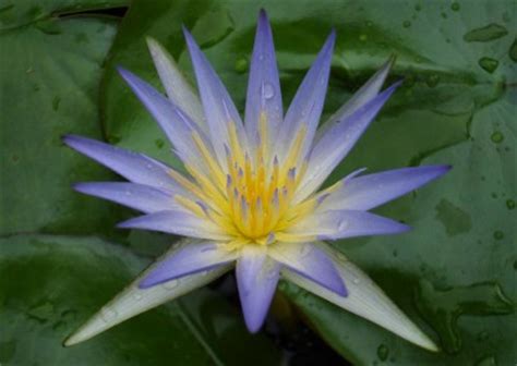 Nymphaea caerulea Savigny | International Waterlily Collection