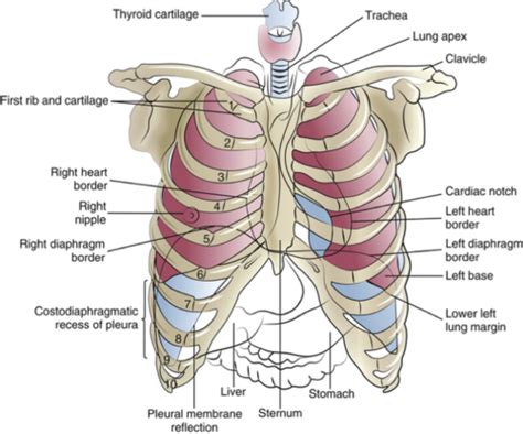 Anatomy Of The Lower Airways Flashcards Quizlet