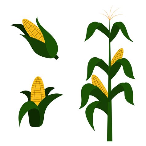 A set of vector sketches of corn. With a corn plant and corn cobs ...