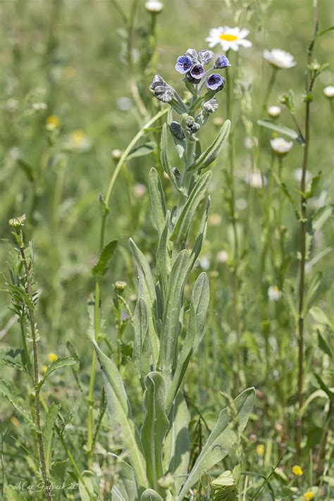 Cynoglossum creticum - Изображение особи - Плантариум