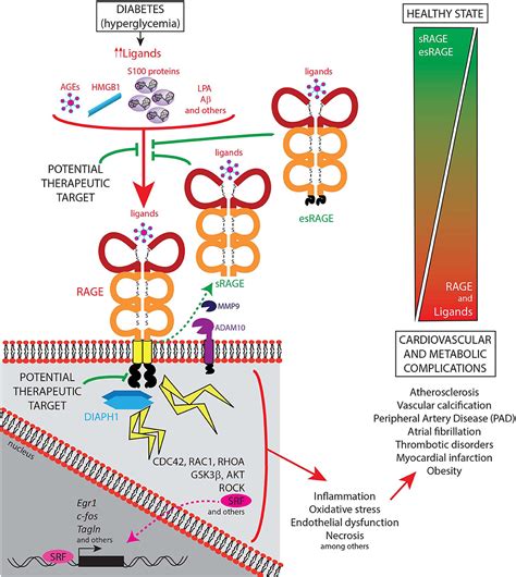 Frontiers Receptor For Advanced Glycation End Products Rage And