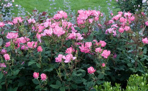 Pink Knock Out® — The Knock Out® Family of Roses