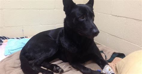 Stockton Police Dog Rocky Stabbed By Man In Fatal Officer Involved