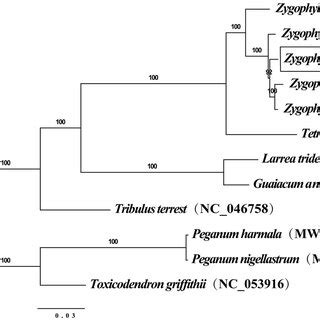 Maximum Likelihood Phylogenetic Tree Inferred From Complete