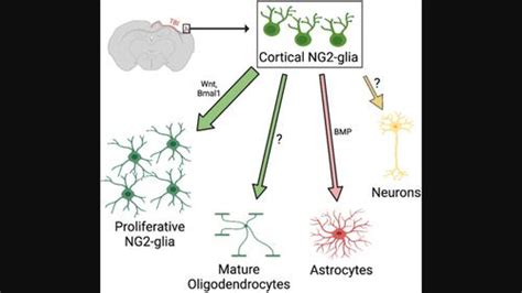 皮质 NG2 胶质细胞对创伤性脑损伤的反应 Glia X MOL