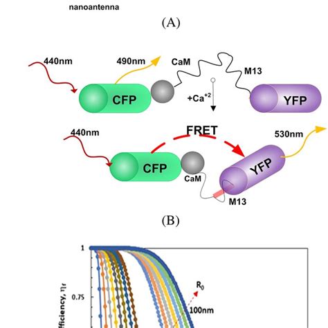 Illustration of FRET pairs and FRET efficiency. A, FRET pair. B, Family ...