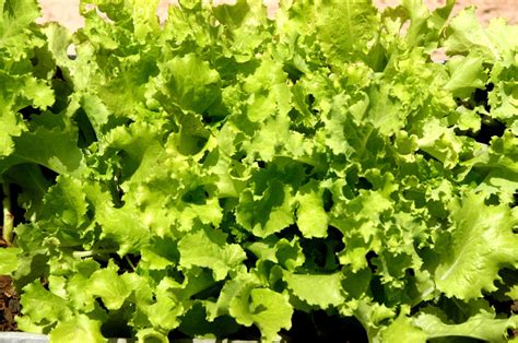 Crisphead Lettuce, photos, #1326637 - FreeImages.com