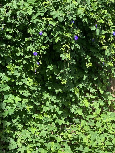 Butterfly Pea Flower Grow Guide The Gourmantic Garden