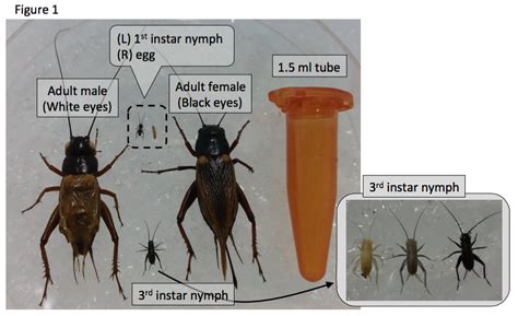 Cricket Life Cycle Diagram