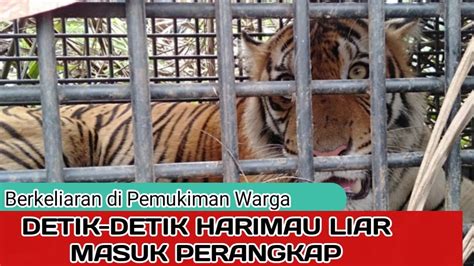 Inikah Wujud Harimau Sumatera Yang Sering Mangsa Ternak Warga Di