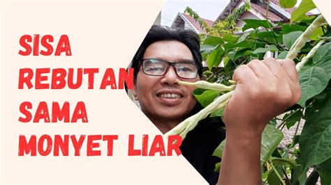 Panen Kacang Panjang Di Polybag Sisa Rebutan Sama Monyet Liar Youtube