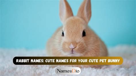 Rabbit Names Cute Names For Your Cute Pet Bunny NamesDio