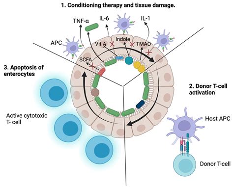 Biomedicines Free Full Text The Role Of Fecal Microbiota