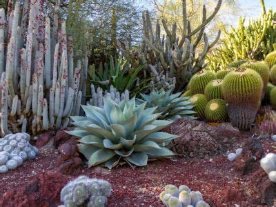 Desert Garden Theme What Plants Are Best For Desert Gardens ...