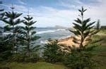 Araucaria Heterophylla Norfolk Island Pine Leafland Tree Nursery