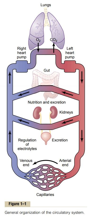 Homeostatic Mechanisms Of The Major Functional Systems