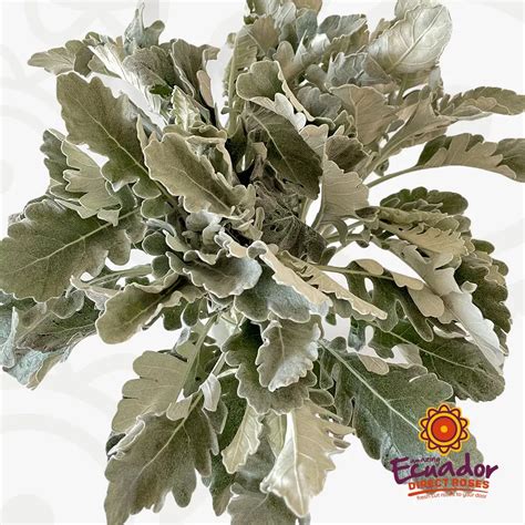 Ecuador Direct Roses Dusty Miller Greens