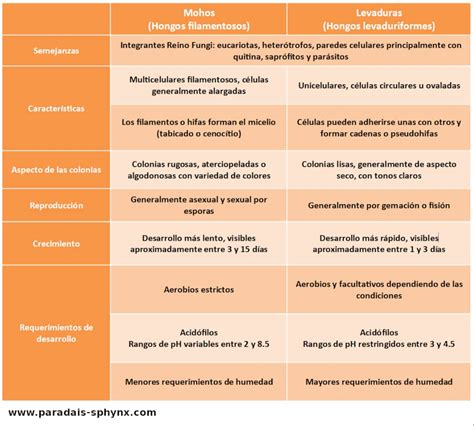 Diferencias Entre Mohos Y Levaduras En Tipos De Hongos Porn Sex