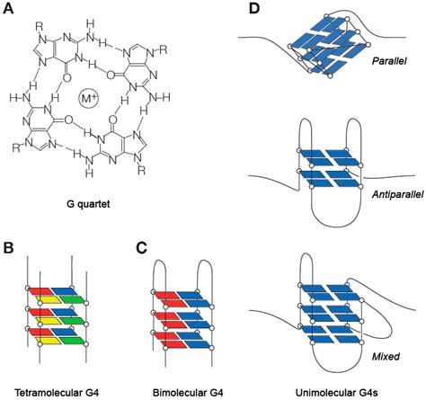 Genes Free Full Text Replication Of G Quadruplex Dna