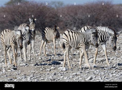 6 Zebras Hi Res Stock Photography And Images Alamy