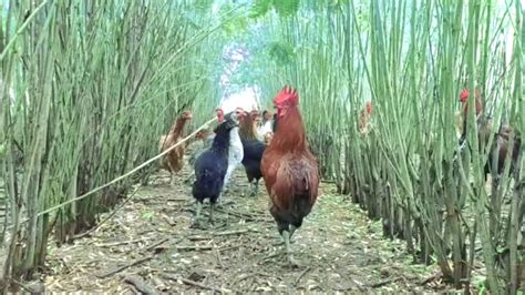 Free Range Desi Poultry Farming Plantation Youtube