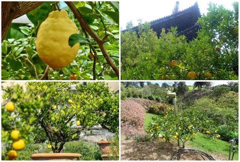 Lemon Trees in Texas - Can You Grow Them & Which Varieties?