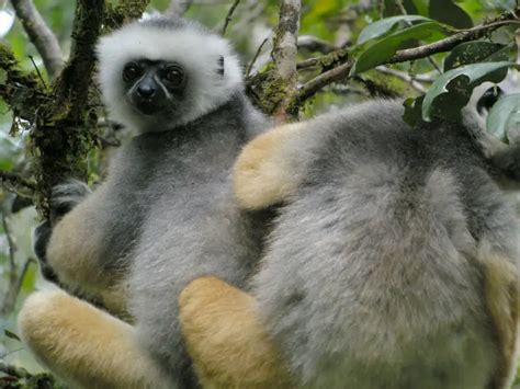 Diademed Sifaka - Facts, Diet, Habitat & Pictures on Animalia.bio