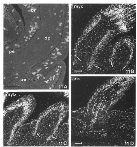 Figure 11 From The Relationship Between Cell Proliferation And The Transcription Of The Nuclear