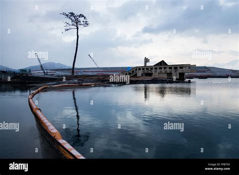 The Miracle Pine Tree, which survived the 2011 Tohoku Earthquake and ...