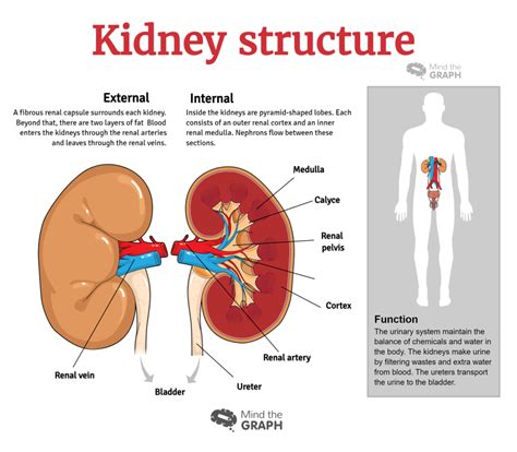 Urinary System Diseases Infographics To Understand By Mind The Graph