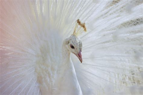 Do You Know About White Peacocks? | by Shiwangi Dwivedi | Freethinkr ...