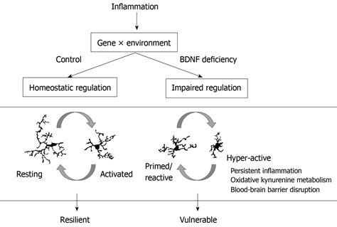 Brain Derived Neurotrophic Factor And Inflammation In Depression