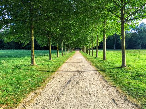 Landscape Tree Allee Path Free Pictures Free Image From Needpix