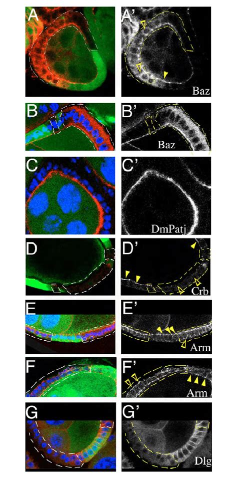 Perlecan Is Required For Cell Membrane Polarity Trol Clones Show