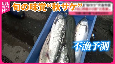 【旬の味覚“秋サケ”不漁予測】スーパーの仕入れ値去年の15倍も Youtube