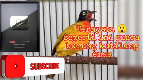 Ternyata Seperti Ini Suara Burung Kutilang Emas Gacor Isian Youtube