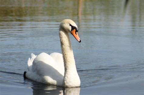 Closeup Of White Swan Floating On Rippled Lake Coming Frontal Lateral