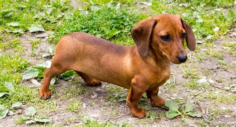 Breeds Archives - dogsnet.com | Teacup dachshund, Dachshund pets ...