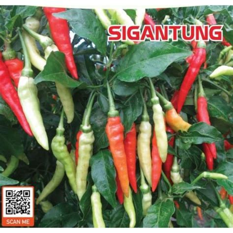 20 Biji Benih Cili Sigantung Chili Seeds Shopee Malaysia