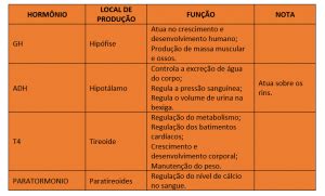 Hormônios O que são Como funcionam Composição e Exercícios